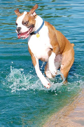 https://images.dog.ceo/breeds/boxer/n02108089_540.jpg