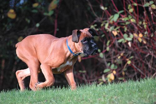 https://images.dog.ceo/breeds/boxer/n02108089_5423.jpg