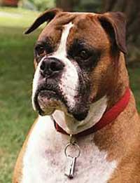 https://images.dog.ceo/breeds/boxer/n02108089_5599.jpg