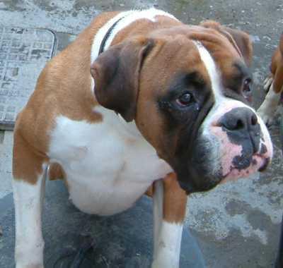 https://images.dog.ceo/breeds/boxer/n02108089_5753.jpg