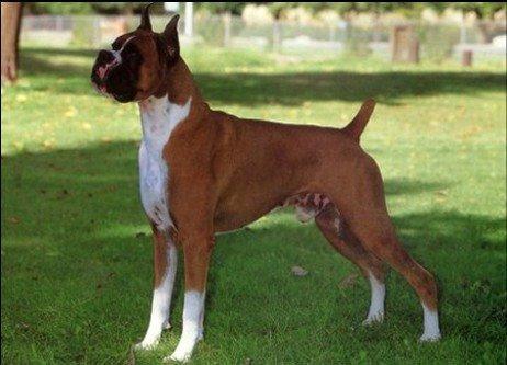 https://images.dog.ceo/breeds/boxer/n02108089_5977.jpg