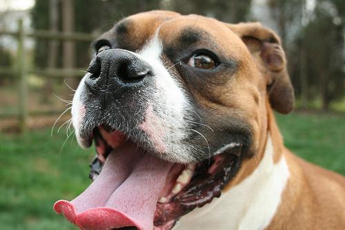 https://images.dog.ceo/breeds/boxer/n02108089_6295.jpg