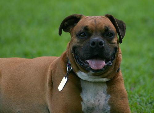 https://images.dog.ceo/breeds/boxer/n02108089_6583.jpg