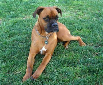 https://images.dog.ceo/breeds/boxer/n02108089_69.jpg