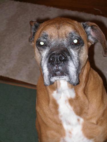 https://images.dog.ceo/breeds/boxer/n02108089_78.jpg