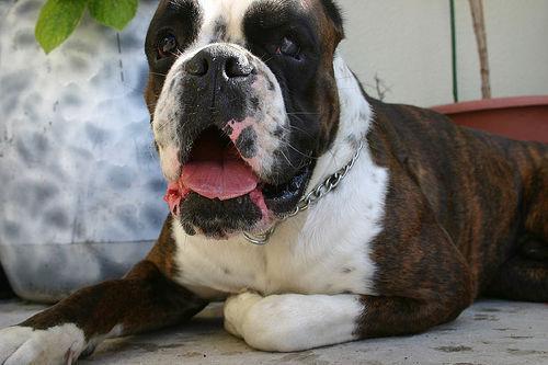 https://images.dog.ceo/breeds/boxer/n02108089_836.jpg