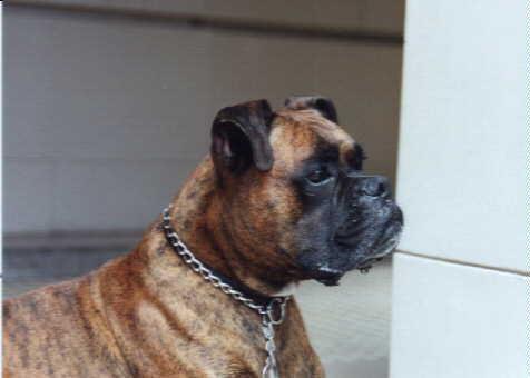 https://images.dog.ceo/breeds/boxer/n02108089_8739.jpg