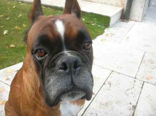 https://images.dog.ceo/breeds/boxer/n02108089_9076.jpg