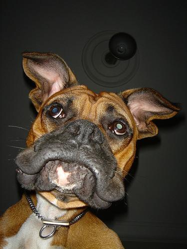 https://images.dog.ceo/breeds/boxer/n02108089_922.jpg