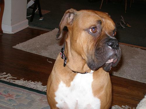 https://images.dog.ceo/breeds/boxer/n02108089_959.jpg