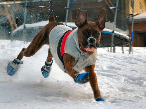 https://images.dog.ceo/breeds/boxer/n02108089_9778.jpg