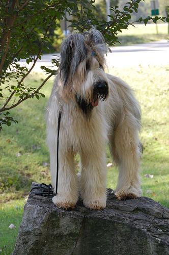 https://images.dog.ceo/breeds/briard/n02105251_12.jpg