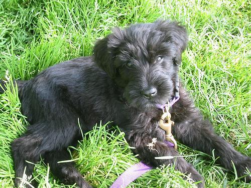 https://images.dog.ceo/breeds/briard/n02105251_1201.jpg