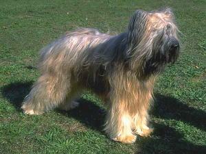 https://images.dog.ceo/breeds/briard/n02105251_1382.jpg