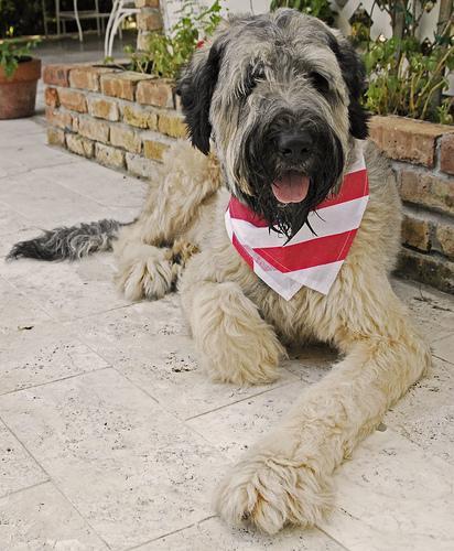 https://images.dog.ceo/breeds/briard/n02105251_1588.jpg