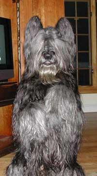 https://images.dog.ceo/breeds/briard/n02105251_1676.jpg