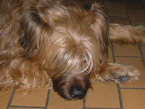 https://images.dog.ceo/breeds/briard/n02105251_1725.jpg