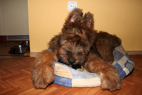 https://images.dog.ceo/breeds/briard/n02105251_224.jpg