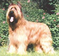 https://images.dog.ceo/breeds/briard/n02105251_2317.jpg