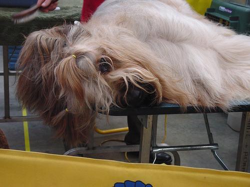 https://images.dog.ceo/breeds/briard/n02105251_2406.jpg