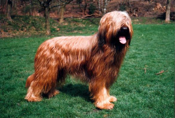 https://images.dog.ceo/breeds/briard/n02105251_2439.jpg