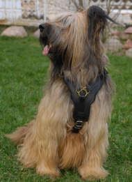 https://images.dog.ceo/breeds/briard/n02105251_2480.jpg