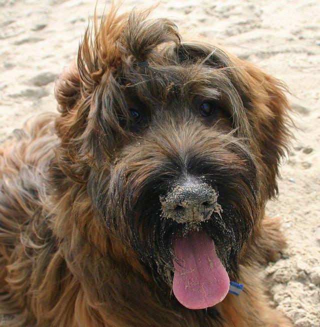 https://images.dog.ceo/breeds/briard/n02105251_2626.jpg