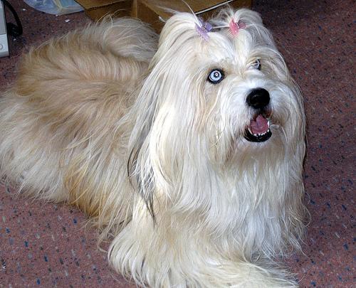 https://images.dog.ceo/breeds/briard/n02105251_3389.jpg