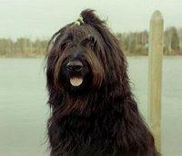 https://images.dog.ceo/breeds/briard/n02105251_3407.jpg