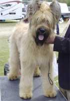 https://images.dog.ceo/breeds/briard/n02105251_3436.jpg