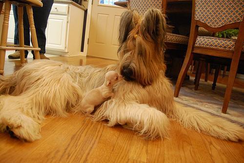 https://images.dog.ceo/breeds/briard/n02105251_3551.jpg