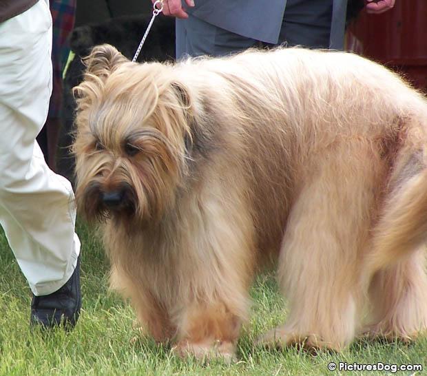 https://images.dog.ceo/breeds/briard/n02105251_3718.jpg