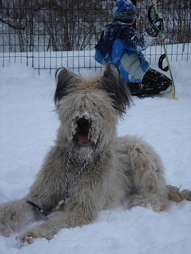 briard