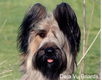 https://images.dog.ceo/breeds/briard/n02105251_4027.jpg