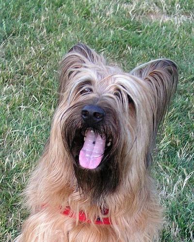 https://images.dog.ceo/breeds/briard/n02105251_4223.jpg