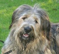 https://images.dog.ceo/breeds/briard/n02105251_4569.jpg