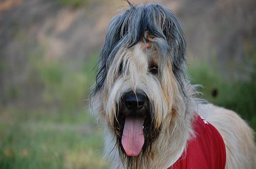 https://images.dog.ceo/breeds/briard/n02105251_4802.jpg