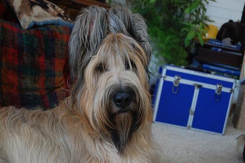 https://images.dog.ceo/breeds/briard/n02105251_4893.jpg