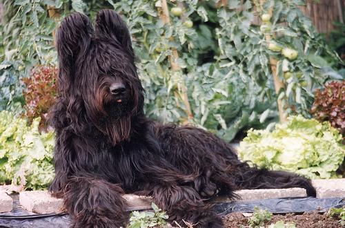 https://images.dog.ceo/breeds/briard/n02105251_4996.jpg