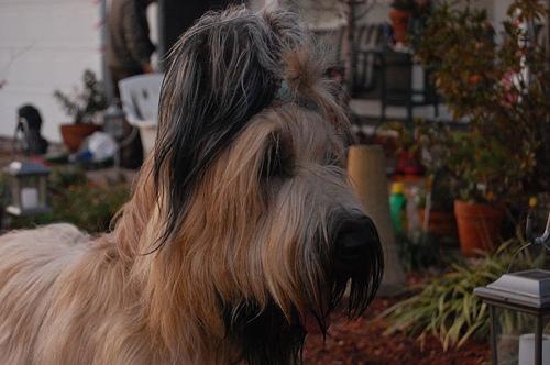 https://images.dog.ceo/breeds/briard/n02105251_5074.jpg