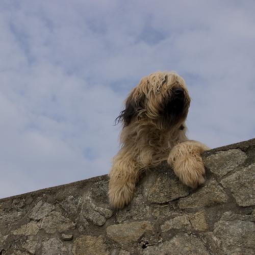 https://images.dog.ceo/breeds/briard/n02105251_5156.jpg