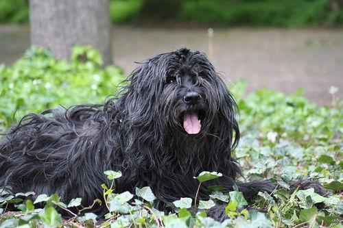 https://images.dog.ceo/breeds/briard/n02105251_5175.jpg