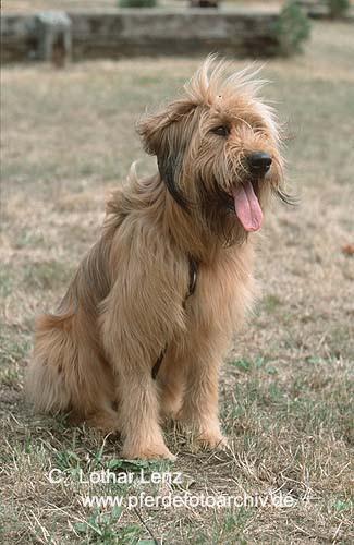 https://images.dog.ceo/breeds/briard/n02105251_5303.jpg