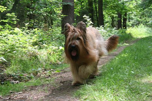 https://images.dog.ceo/breeds/briard/n02105251_5309.jpg