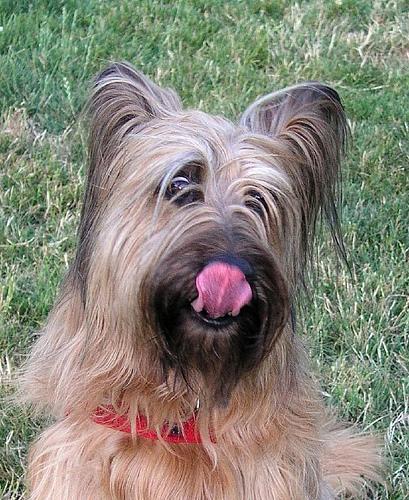 https://images.dog.ceo/breeds/briard/n02105251_5337.jpg