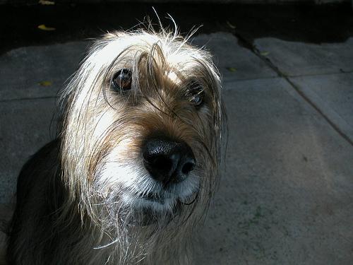 https://images.dog.ceo/breeds/briard/n02105251_5384.jpg