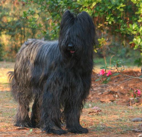 https://images.dog.ceo/breeds/briard/n02105251_5408.jpg