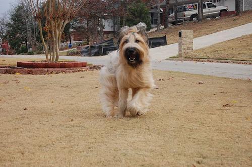 https://images.dog.ceo/breeds/briard/n02105251_5471.jpg