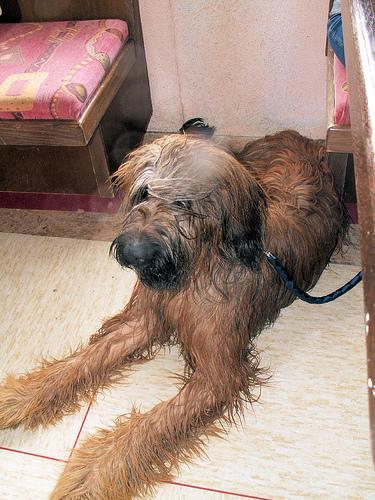 https://images.dog.ceo/breeds/briard/n02105251_5570.jpg