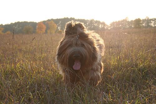 https://images.dog.ceo/breeds/briard/n02105251_5630.jpg